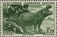 Crocodile and Hippopotamus, Ivory Coast