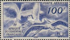 White Stork (Ciconia ciconia)