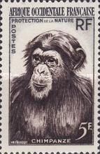Chimpanzee (Pan troglodytes)