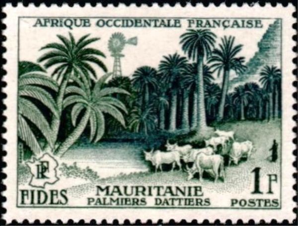 Date Palms, Herd of Cattle (Mauritania)