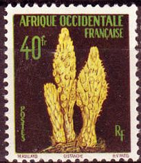 Cistanche
