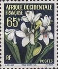 Flowers - Cronum Moorei