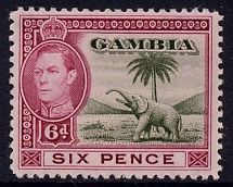 African Elephant (Loxodonta africana)