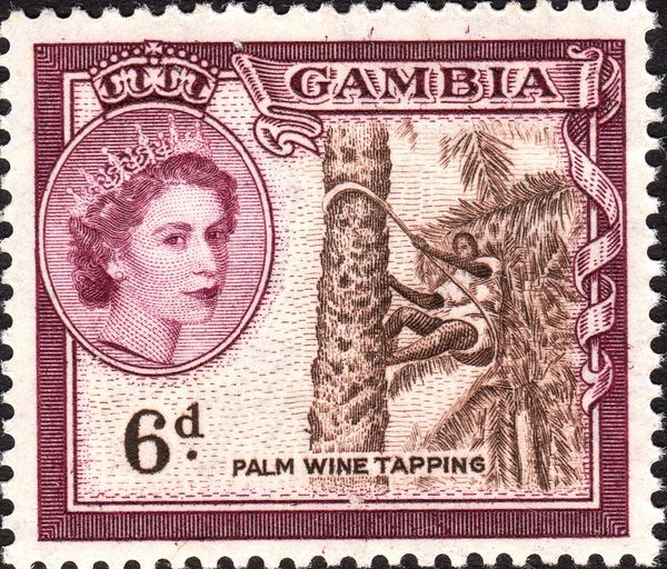 Tapping for Palm Wine