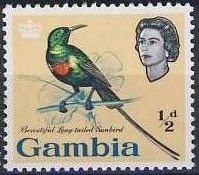 Beautiful Long-tailed Sunbird (Cinnyris pulchellus)