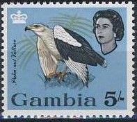 Palm-nut Vulture (Gypohierax angolensis)