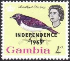 Amethyst Starling (Cinnyricincius leucogaster) - overpinted
