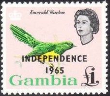 African Emerald Cuckoo (Chrysococcyx cupreus) - overprinted