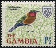 Red-throated Bee-eater (Mellitophagus bullocki)