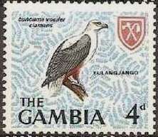 African Fish-Eagle (Cuncuma vocifer clamans)