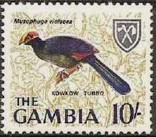 Violet Turaco (Musophaga violacea)