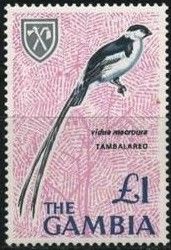 Pin-tailed Whydah (Vidua macroura)
