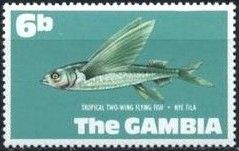 Tropical Two-wing Flyingfish (Exocoetus volitans)