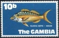 Yellowtail Snapper (Ocyurus chrysurus)
