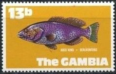 Rock Hind (Epinephelus adscensionis)
