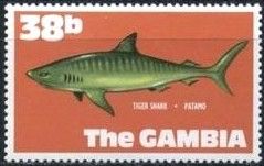 Tiger Shark (Galeocerdo cuvieri)