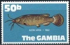 Gambia River Electric Catfish (Malapterurus occidentalis)