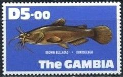 Brown Bullhead (Ameiurus nebulosus)