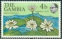 White Water Lily (Nymphaea lotus)
