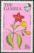 Cocks Comb (Mussaenda elegans)