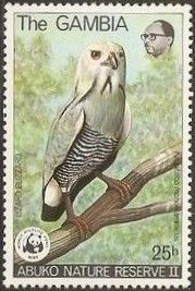 Lizard Buzzard (Kaupifalco monogrammicus)