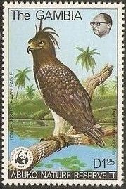Long-crested Hawk Eagle (Lophoaetus occipitallis)