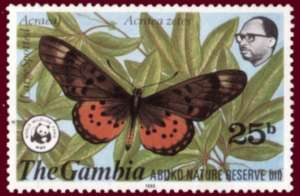 Large Spotted Acraea (Acraea zetes)