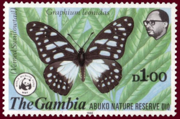Veined Swordtail (Graphium leonidas)