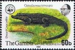 Dwarf Crocodile (Osteolaemus tetrasois)