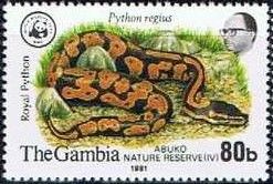 Royal Python (Python regius)