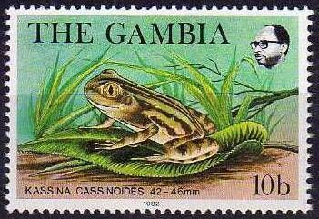 Silver Running Frog (Kassina cassinoides)
