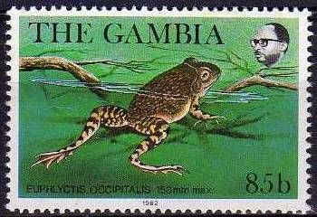 Groove-crowned Bullfrog (Euphlyctis occipitalis)