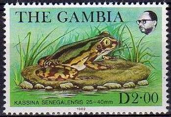 Senegal Land Frog (Kassina senegalensis)