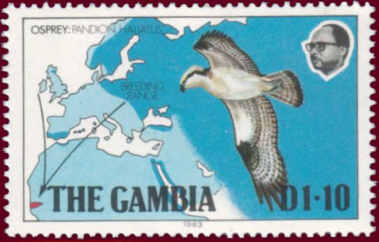 Osprey (Pandion haliaetus)