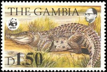 Nile Crocodile (Crocodylus niloticus)