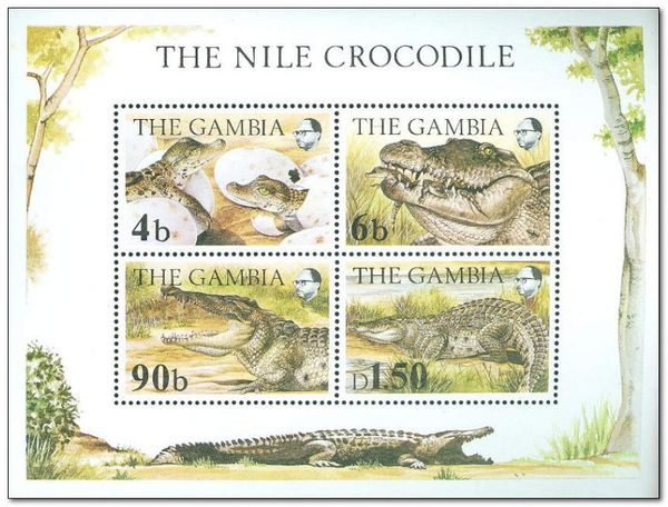 Nile Crocodile (Crocodylus niloticus)