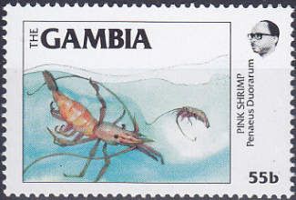 Pink Shrimp (Penaeus duorarum)