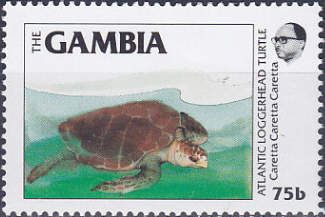 Loggerhead (Caretta caretta)