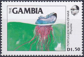 Portuguese Man O' War (Physalia physalis)