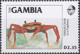 Sand Fiddler Crab (Uca pugilator)