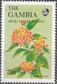 Common Lantana (Lantana camara)