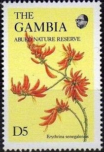 Senegal Coraltree (Erythrina senegalensis)