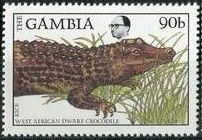 Dwarf Crocodile (Osteolaemus tetraspis)