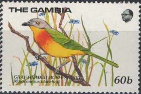 Grey-headed Bushshrike (Malaconotus blanchoti)