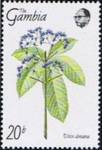 Vitex doniana
