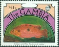 Common Jewelfish (Hemichromis guttatus) 