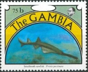 Smalltooth Sawfish (Pristis pectinata)