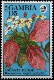 Ashanti Blood (Mussaenda erythrophylla)