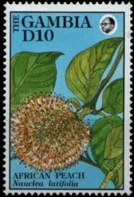 African Peach (Nauclea latifolia)