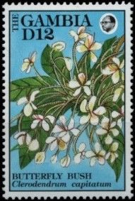 Butterfly Bush (Clerodendrum capitatum)